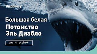 Большая белая  Потомство Эль Диабло  Discovery