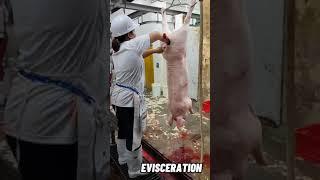 my full video of my slaughtering operation