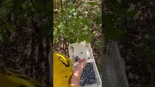 Blueberry picking 🫐#garden #gardening #backyardgardening #growyourownfood #homesteading #shorts