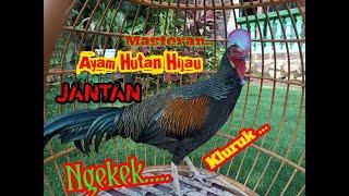 SUARA AYAM HUTAN HIJAU JANTAN NGEKEK DAK BERKOKOKCOCOK BUAT MASTERAN ATAU PIKAT.