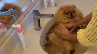 Cutest dog bath youll love