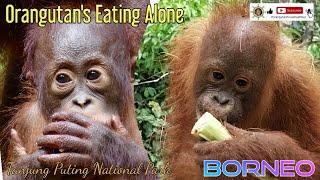 Orangutans eating alone because she scare with dominant one @orangutanhouseboattour6258