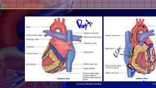 Cardiovascular Emergencies - Lecture 1