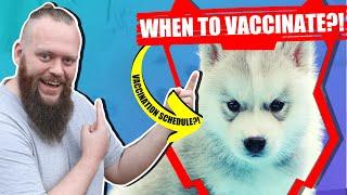 When Should My SIBERIAN HUSKY Get Their Vaccination