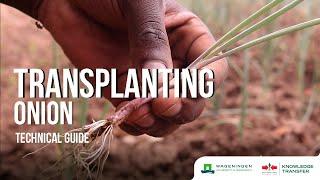 Transplanting – Transplanting Onion