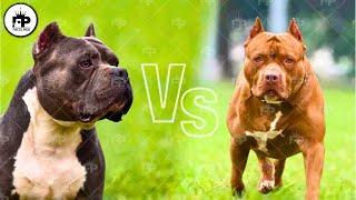 Pit Bull vs. American Bully Whats the difference?