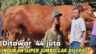 NEGO ALOT INDUKAN TERBESAR 44 JUTA OLEH JURAGAN PUSAT BIKIN GEGER