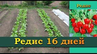 Редис 16 дней - ультраскороспелый и высокоурожайный сорт