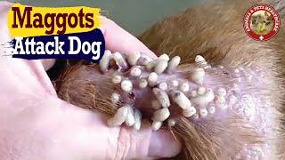 Huge Maggots Myiasis Larvae Crawling  in a Dog Body  Causes And Treatment   Pets Healthcare