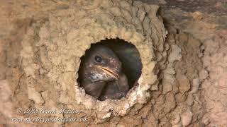 Cliff Swallows Feeding Young - 4k