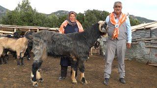 YÖRÜKLERİN DEV KEÇİLERİ VE YÖRÜK HAYATI  ÇOBAN KÖPEKLERİ HAYVANCILIK KÖY HAYATI KEÇİ YİYEN KURTLAR