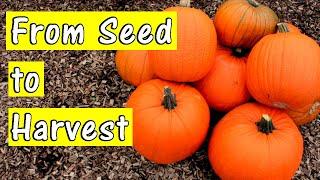 How to Grow Pumpkins from Seed  From Start to Finish  4 Simple Steps UK