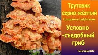 Трутовик серно-жёлтый -  условно-съедобный гриб.