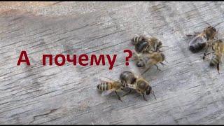 Почему не жалит пчела