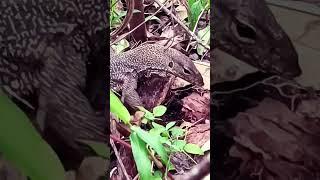 Monitor Lizard #shortsfeed #animals #shorts #monitorlizard