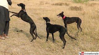 handsome black hounds dogs