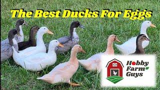 8 Great Egg Laying Duck Breeds