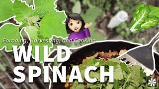  Wild Spinach Foraging Harvesting Cooking & More