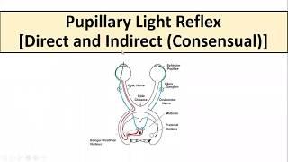 Pupillary Light Reflex