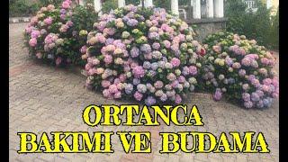 Ortanca budama ve bakımı nasıl yapılır. Ortanca nasıl budanır. #ortanca #ortancabakımı #budama