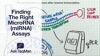 Finding The Right MicroRNA miRNA Assays - Ask TaqMan #31