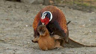 Pheasant breeding Chickens re upload