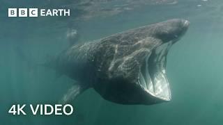 Where do These Mysterious Ocean Giants Disappear to?  North Atlantic  4K UHD  BBC Earth