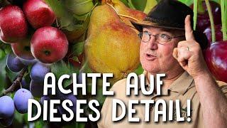 Obstbaum im Kübel halten  - nur so kommen Früchte an deinen Baum