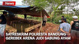 Satreskrim Polresta Bandung Gerebek Arena Judi Sabung Ayam 15 Pelaku Judi & 20 Ayam Diamankan