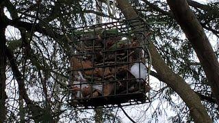 Bird Nesting Material Suet Cage