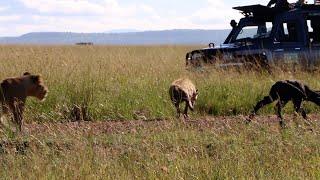 Lions find a hyena taking out a buffalo calf