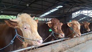 SAPI QURBAN KELAS EKONOMIS SUMBER TERNAK DI CARI OLEH JAMAAH ‼️