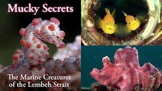 Mucky Secrets full - The Marine Creatures of the Lembeh Strait