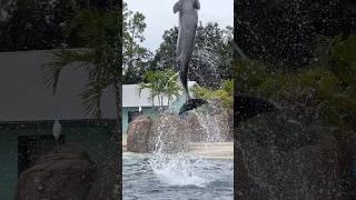 Seaworld Dolphin  #seaworld #seaworldorlando