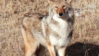 Coyote Dirt Naps  Vol 1  #hunting #shorts