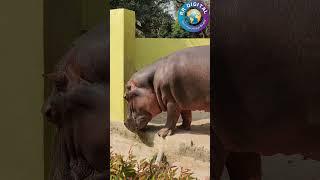 Hippo at Nehru Zoological Park Hyderabad #shorts