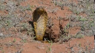 Cape cobra spreading its hood and retreating into hole De Hoop Nature Reserve South Africa.