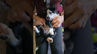 The Cutest Puppy Belly Button In The World... #puppyvideos #puppyhood #bellybutton #puppylife #puppy