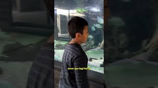 Tebak nama Ikan Monster di MEGATANK?? #ikan #aquarium #shorts