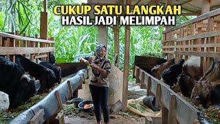 Terbukti‼️Hasil Ternak Kambing Makin Banyak Jika Hal ini Kita Terapkan