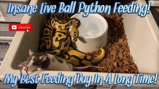 Insane Live Ball Python Feeding  One Of My Best Feed Days In A Long Time