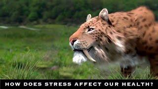 How stress affects health?  The Expert Opinion - Daria Kinsht