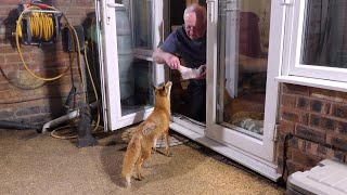 Friendly wild urban fox comes to visit