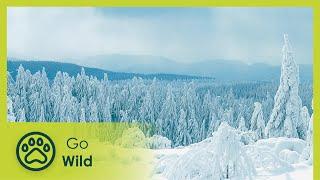 The Black Forest of Germany - Great Places of the World 16 - Go Wild