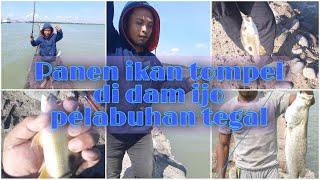 Panen Ikan tompel di Dam Ijo Pelabuhan Tegal