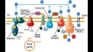 Inhibitors of electron transport chain Rotenone Amytal Antimycin carbonmonoxide cyanide