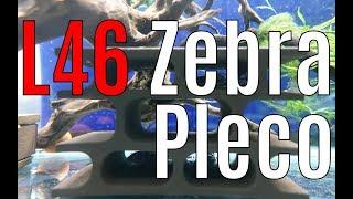  L46 Zebra Pleco Breeding Project Update 4K