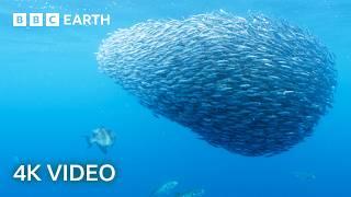 Explore an Oasis of Ocean Life  North Atlantic  4K UHD  BBC Earth