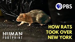 How NYC Became a Rat Kingdom 
