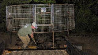 Trapping wild hogs that DESTROYED older couples yard.